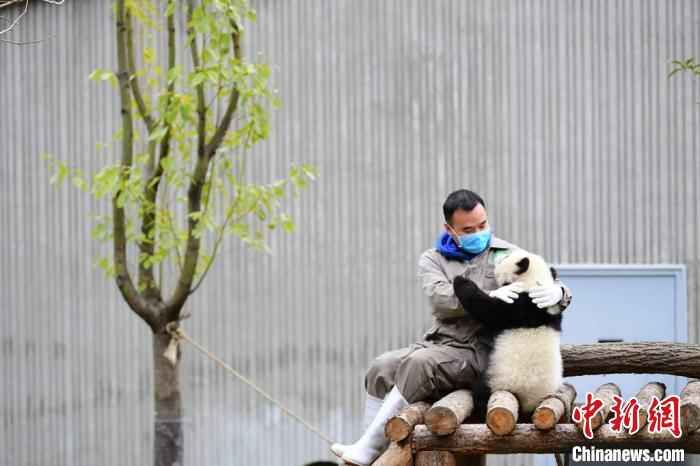 隔离病毒但不隔离爱。 李传有 摄 中国大熊猫保护研究中心:疫情对圈养大熊猫的繁育间接影响较大