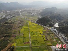 皖南油菜田“艺术性规划”长出新风景